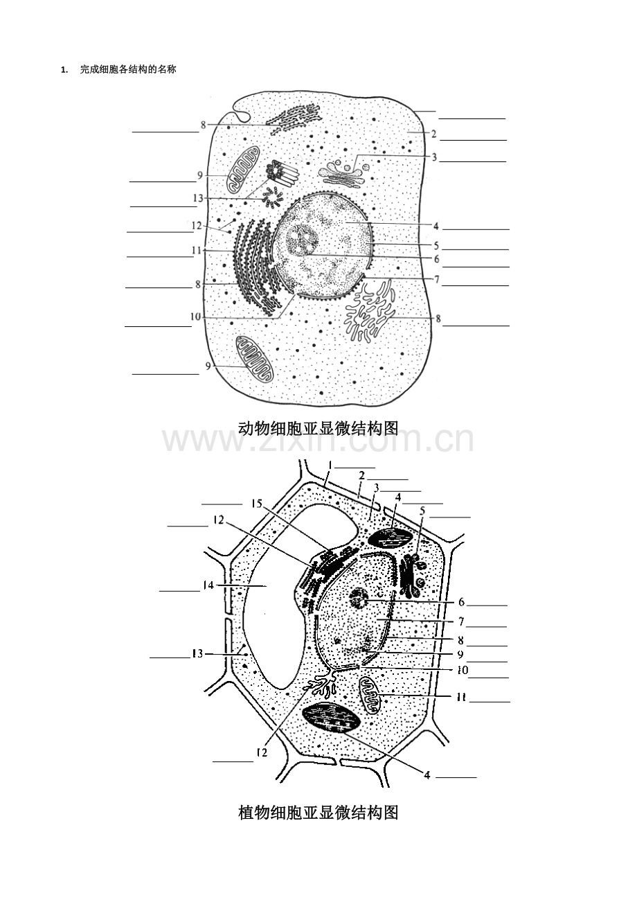 高中生物动植物细胞模式图及细胞结构的比较.doc_第1页