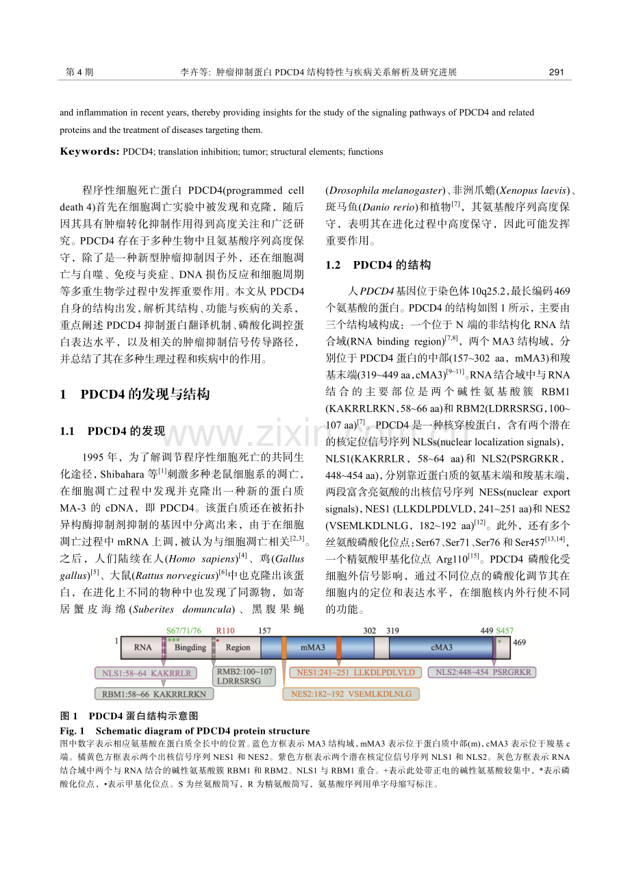 肿瘤抑制蛋白PDCD4结构特性与疾病关系解析及研究进展.pdf_第2页