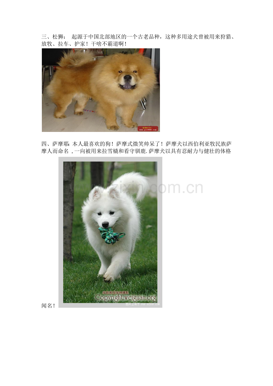 名犬排行榜.docx_第2页