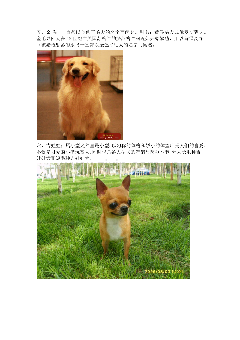 名犬排行榜.docx_第3页