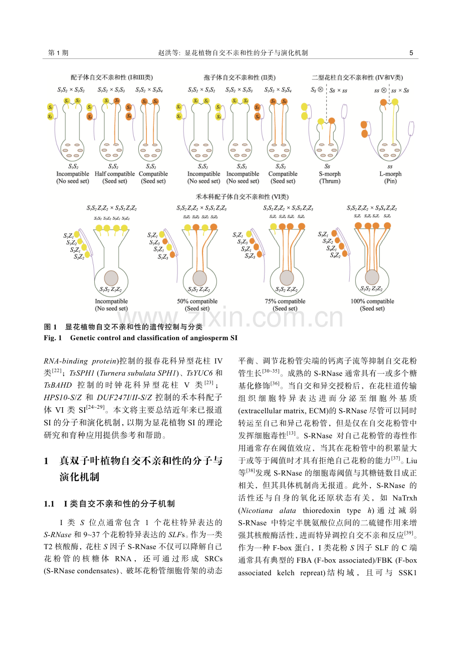 显花植物自交不亲和性的分子与演化机制.pdf_第3页