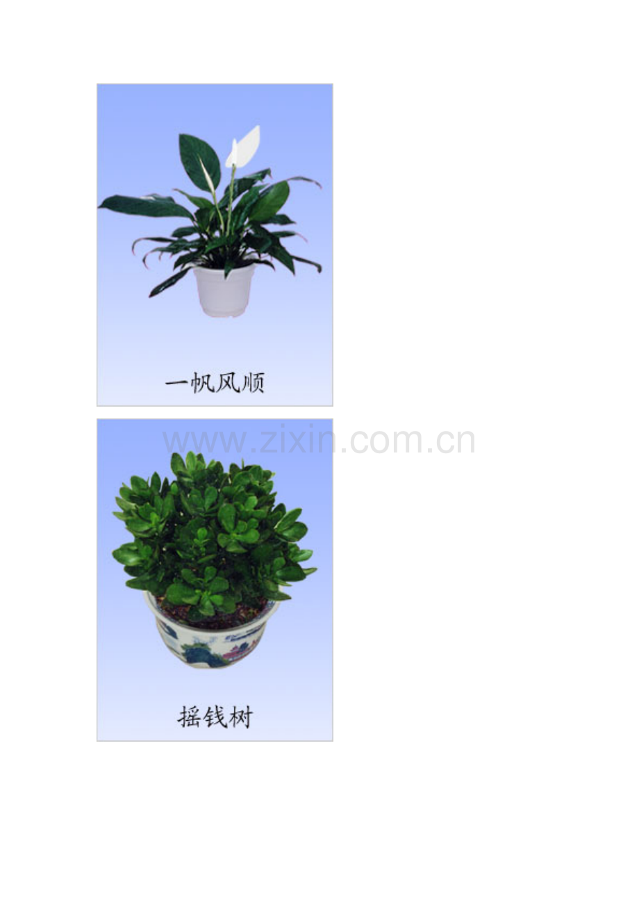 高速公路绿化植物大全.doc_第2页