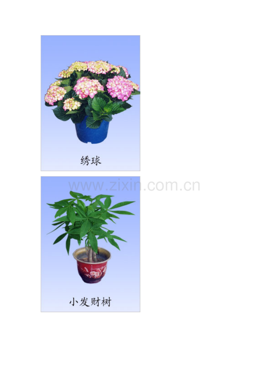 高速公路绿化植物大全.doc_第3页