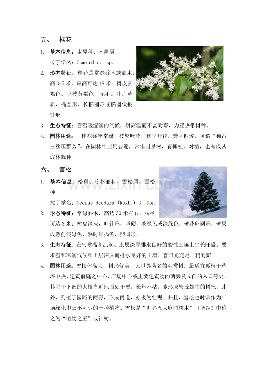 园林植物学常见乔木灌木地被植物.docx_第3页