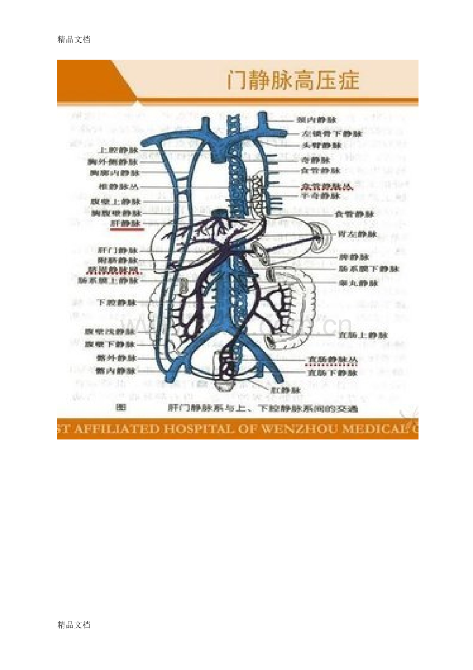 肝硬化门脉高压侧支循环形成复习过程.doc_第2页