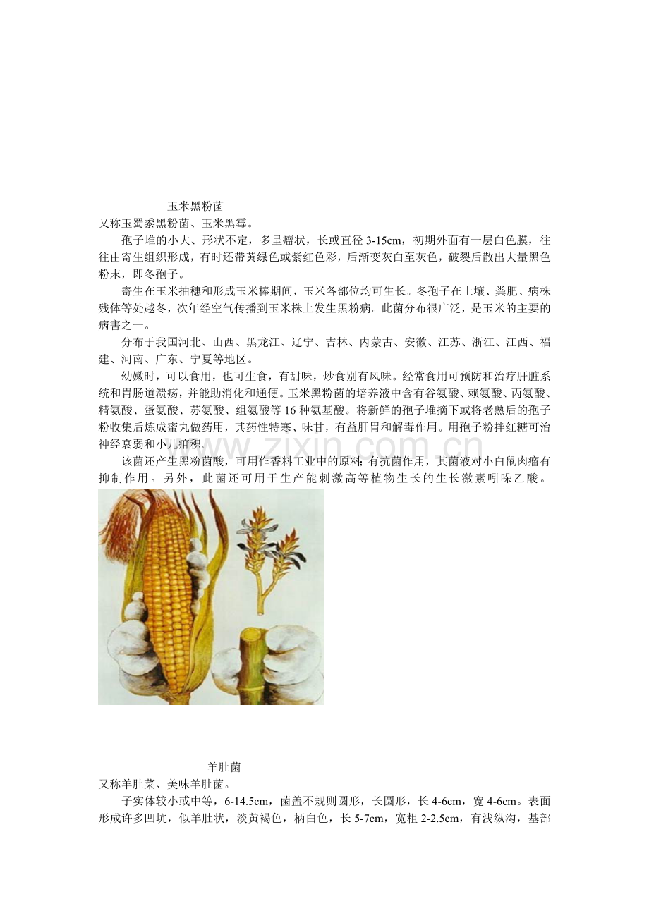 蘑菇大全-配彩图文字资料.doc_第2页