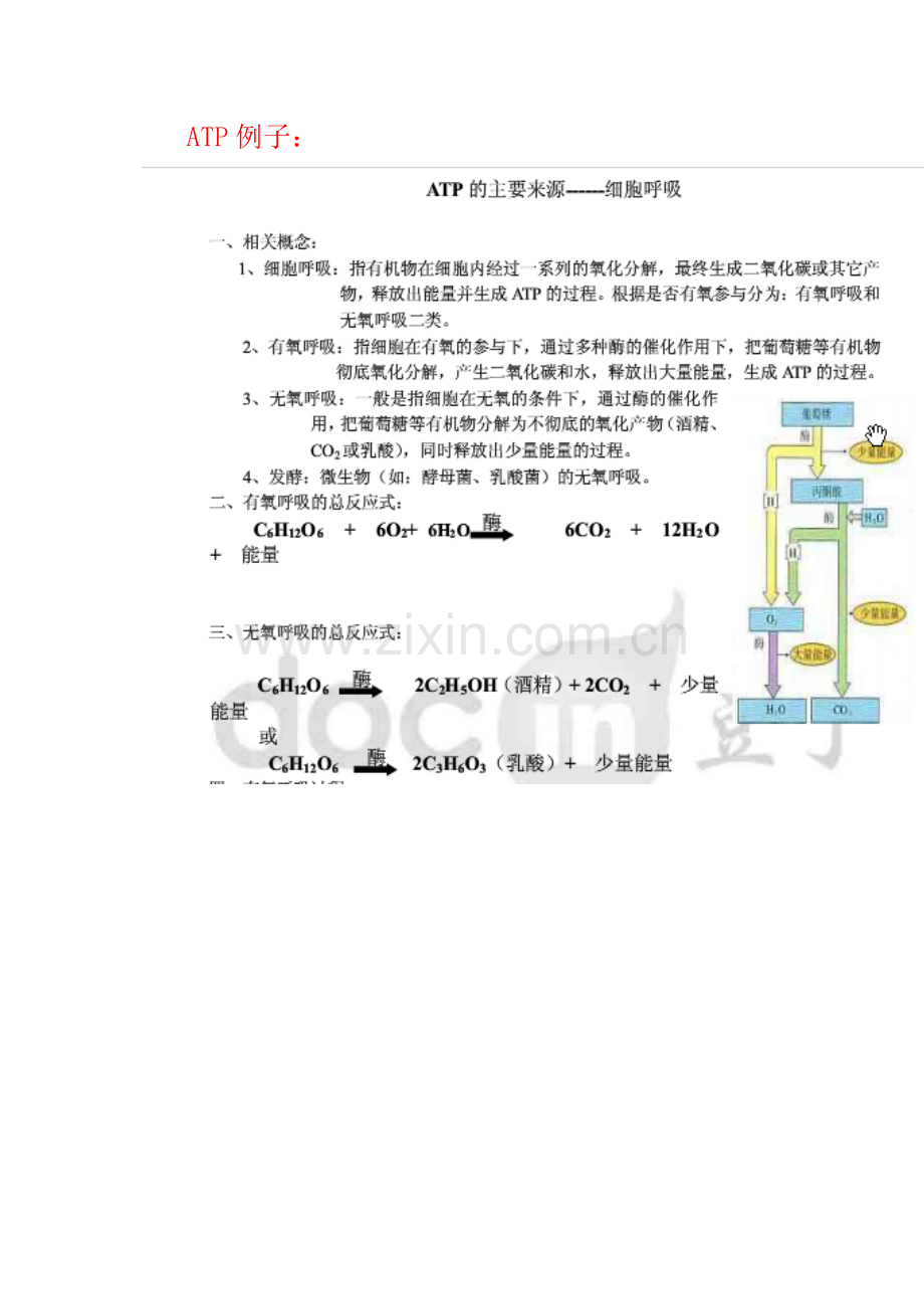 高中生物光合-呼吸作用知识点讲解学习.doc_第2页