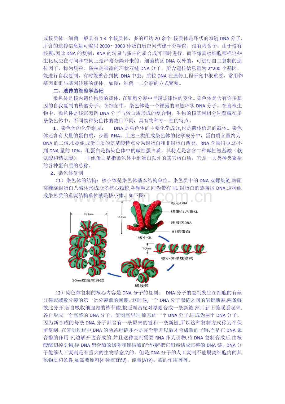 高中生物奥林匹克竞赛辅导专题讲座专题六细胞增殖与遗传.ashx.doc_第2页