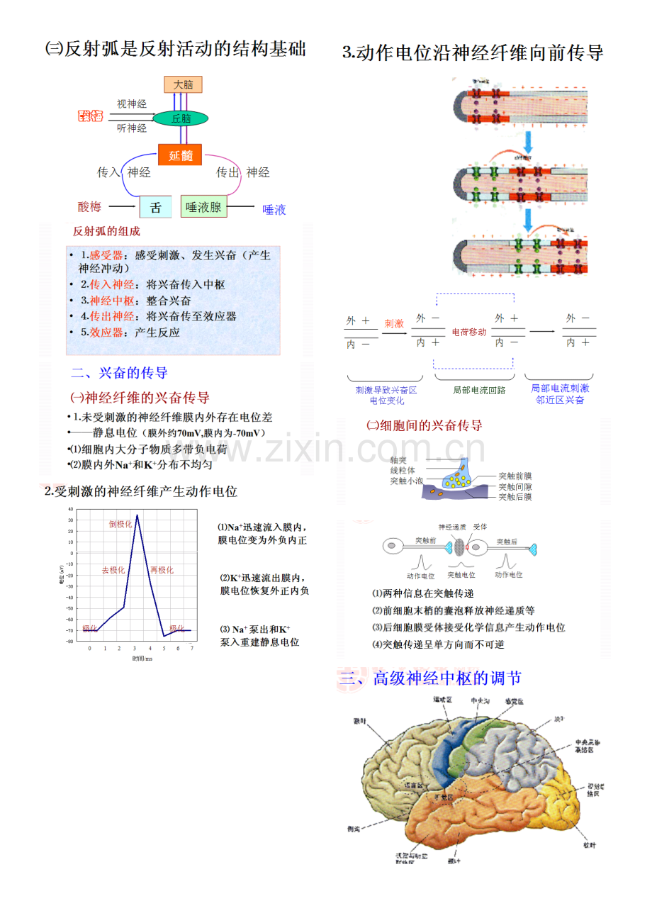 26-27-人体和高等动物生命活动的调节-神经调节(一)反射-兴奋的传导-动物行为资料.doc_第2页