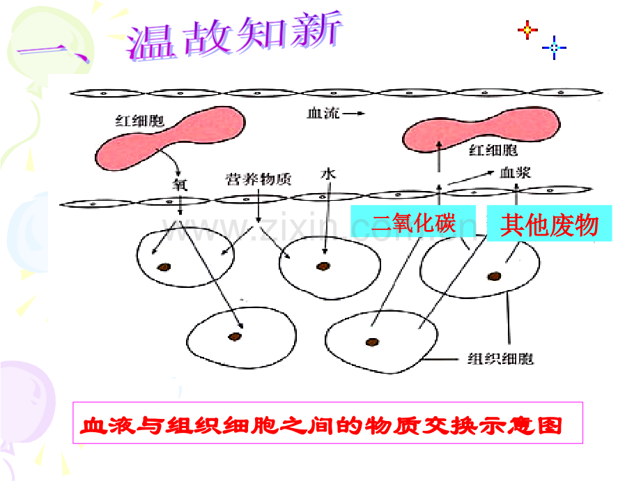 新人教版第五章人体内废物的排出课件资料.ppt_第2页