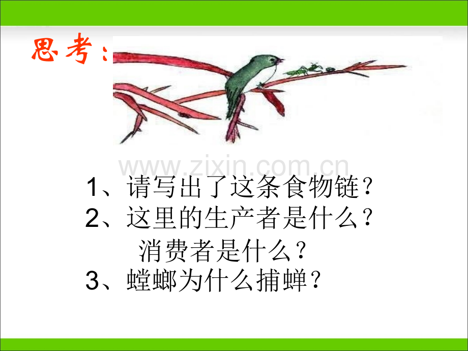 生态系统中的能量流动和物质循环讲解学习.ppt_第2页