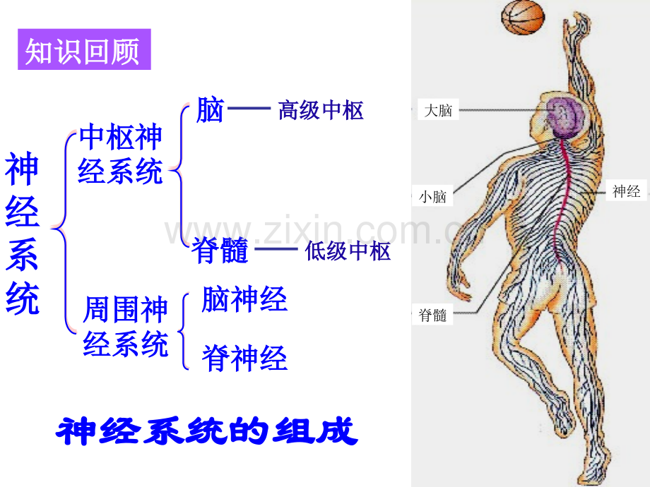 高中生物必修三第二章第一节上课讲义.ppt_第3页