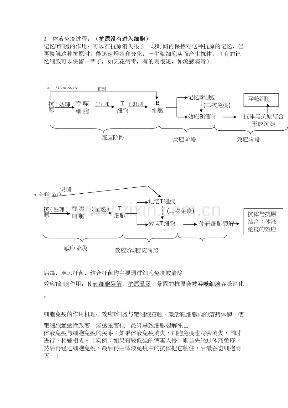 生物必修三免疫系统复习提纲资料.doc_第3页