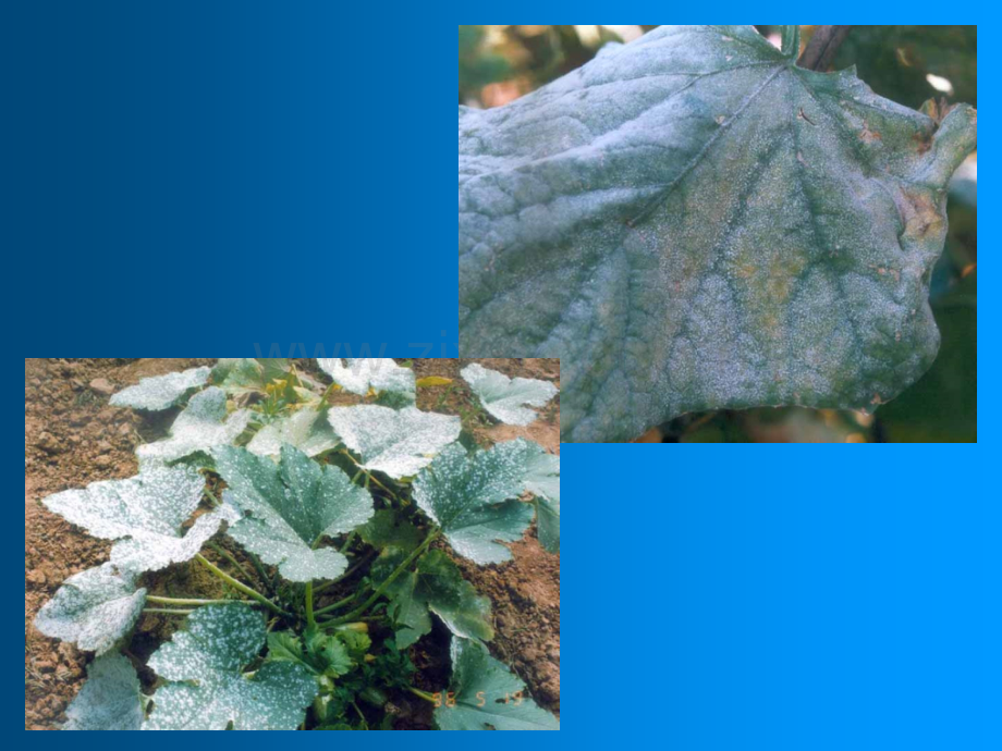 瓜类病害-(cucurbits-diseases)电子教案.ppt_第3页