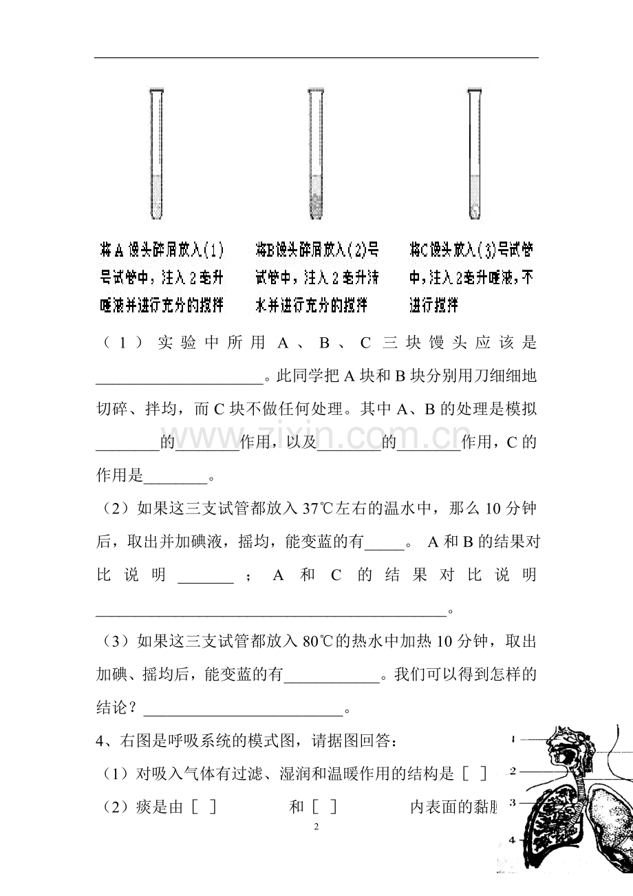 七年级生物下册重要识图填空题资料.doc_第2页