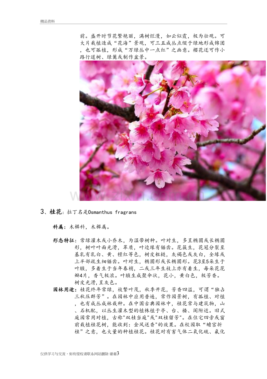 校园常见10种植物复习课程.doc_第3页