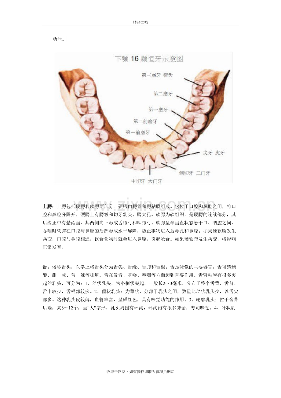 -口腔知识大全教学教材.doc_第3页