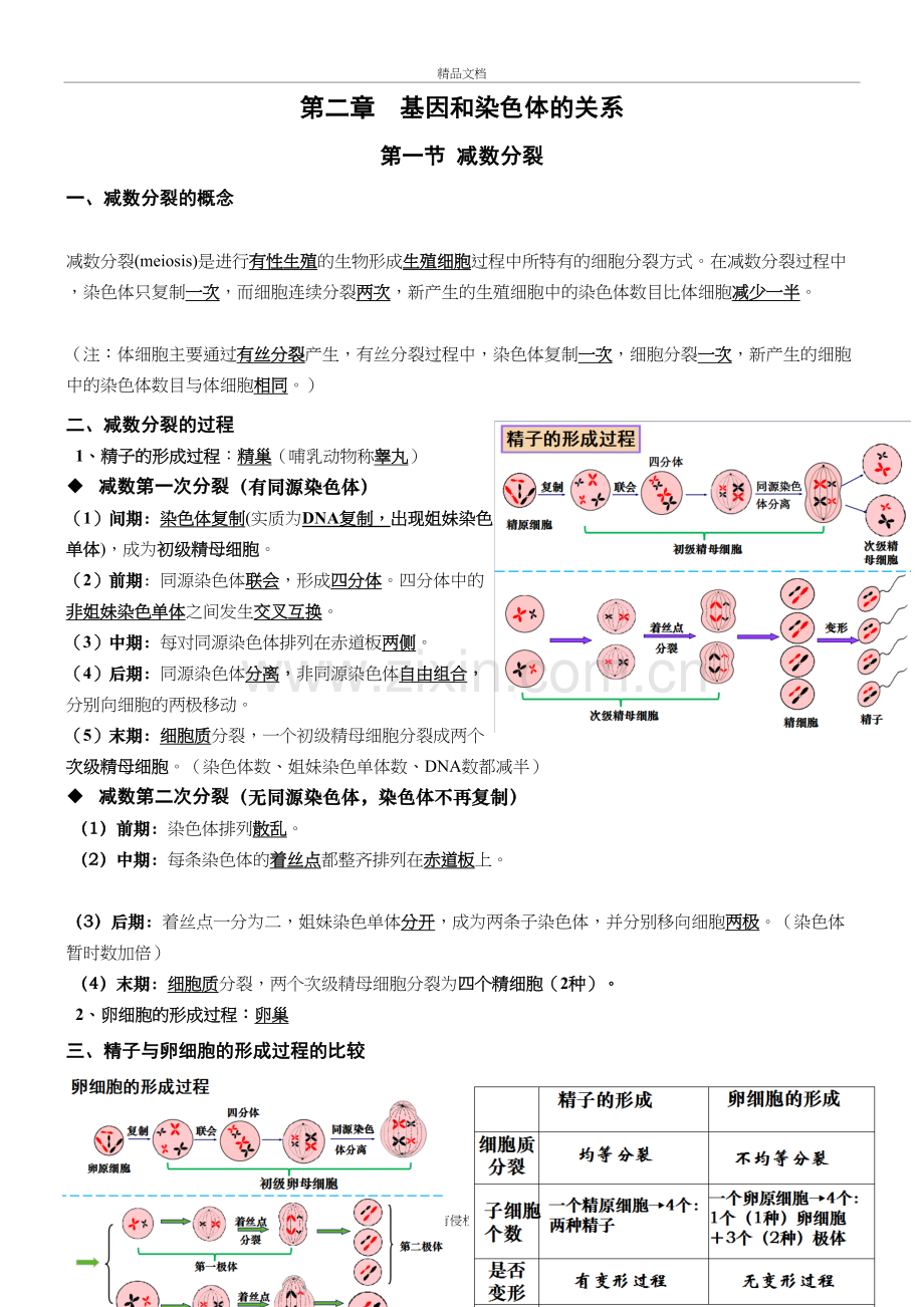 高中生物必修二-第二章-知识点总结教案资料.doc_第2页