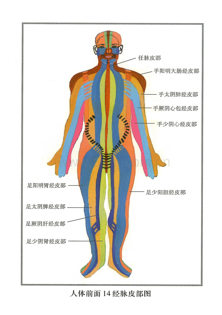 人体14经脉皮部图资料.doc_第2页