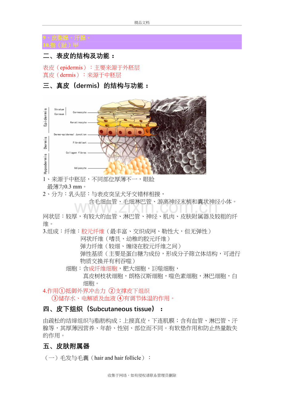 皮肤的结构及其生理功能讲课稿.doc_第3页