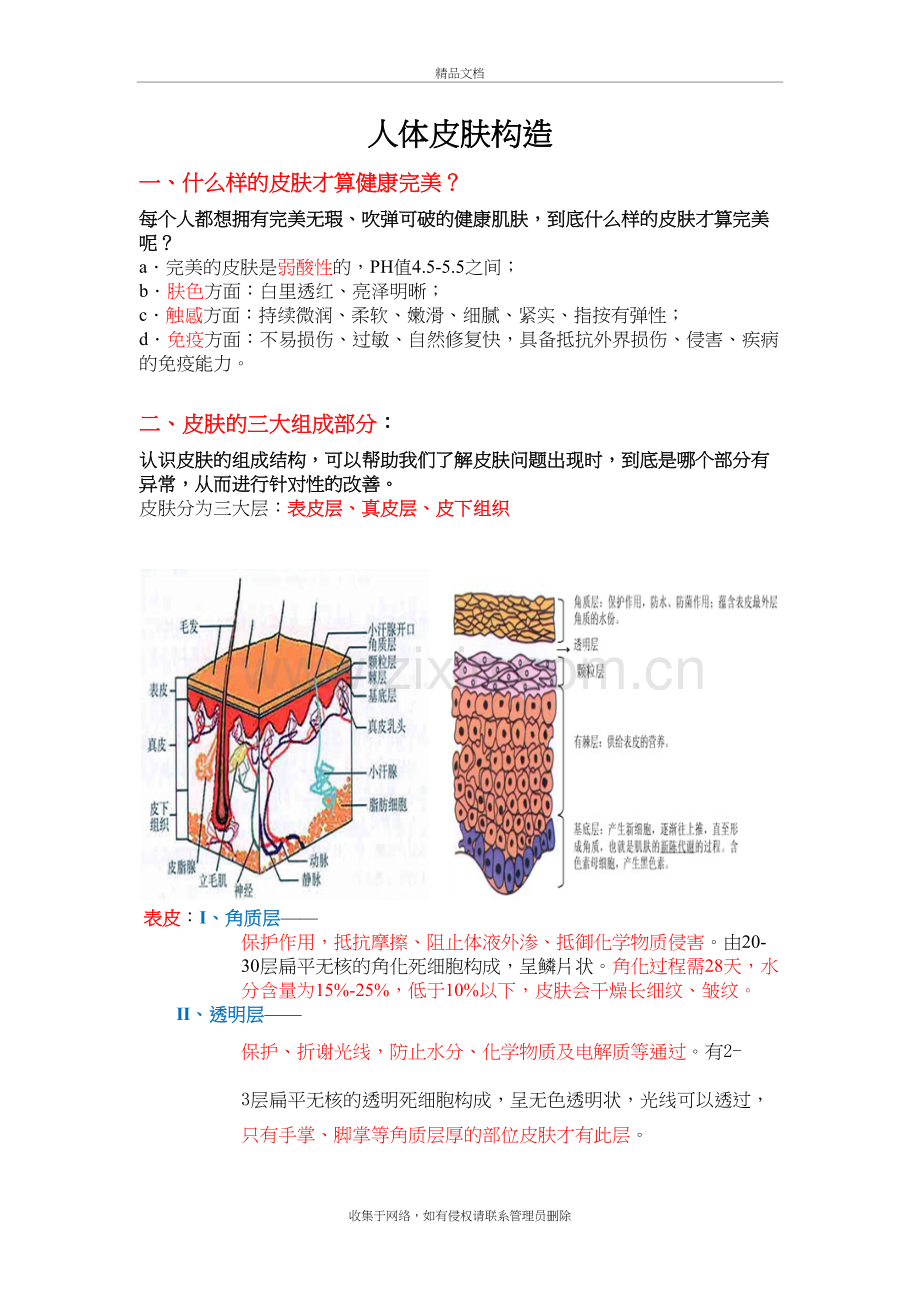 皮肤基础知识：皮肤构造word版本.doc_第2页