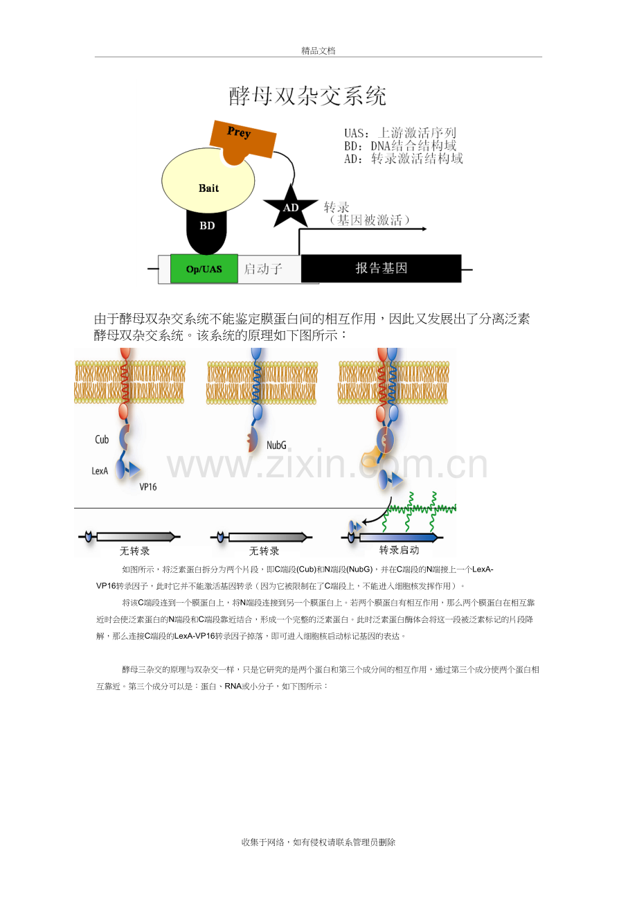 检测蛋白质与蛋白质之间相互作用的实验技术讲课教案.doc_第3页