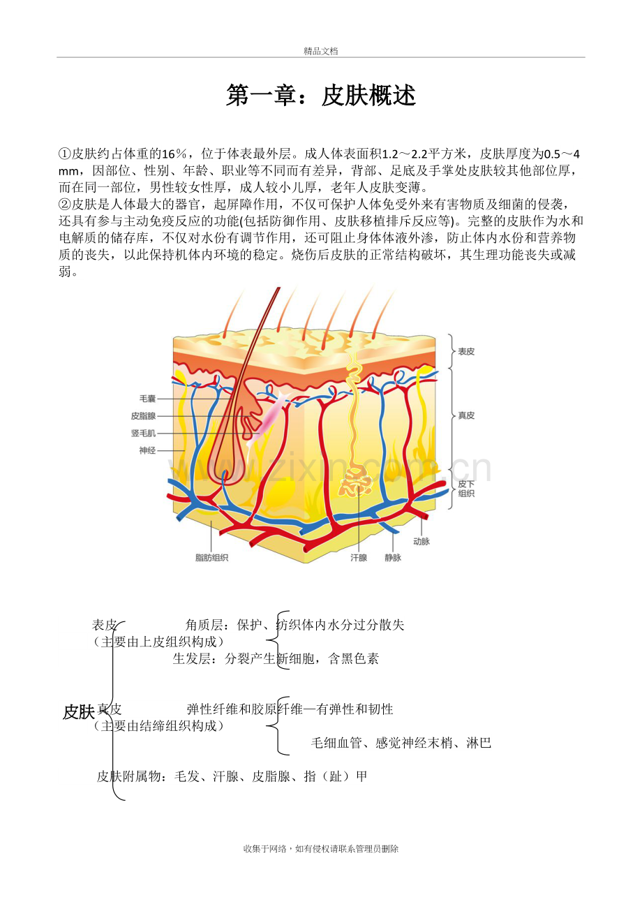 皮肤管理基础知识word版本.doc_第2页