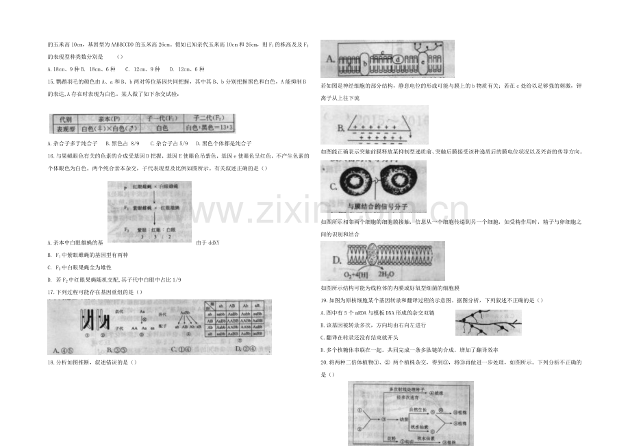 河北省衡水中学2022届高三上学期五调考试生物试题-Word版含答案.docx_第3页