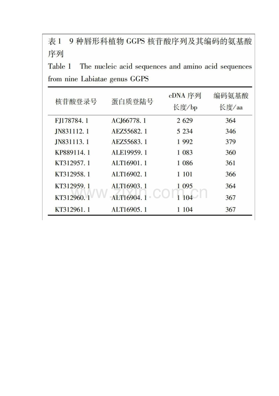 唇形科植物牻牛儿基牻牛儿基焦磷酸合酶编码基因及其氨基酸序列的生物信息学分析.docx_第2页