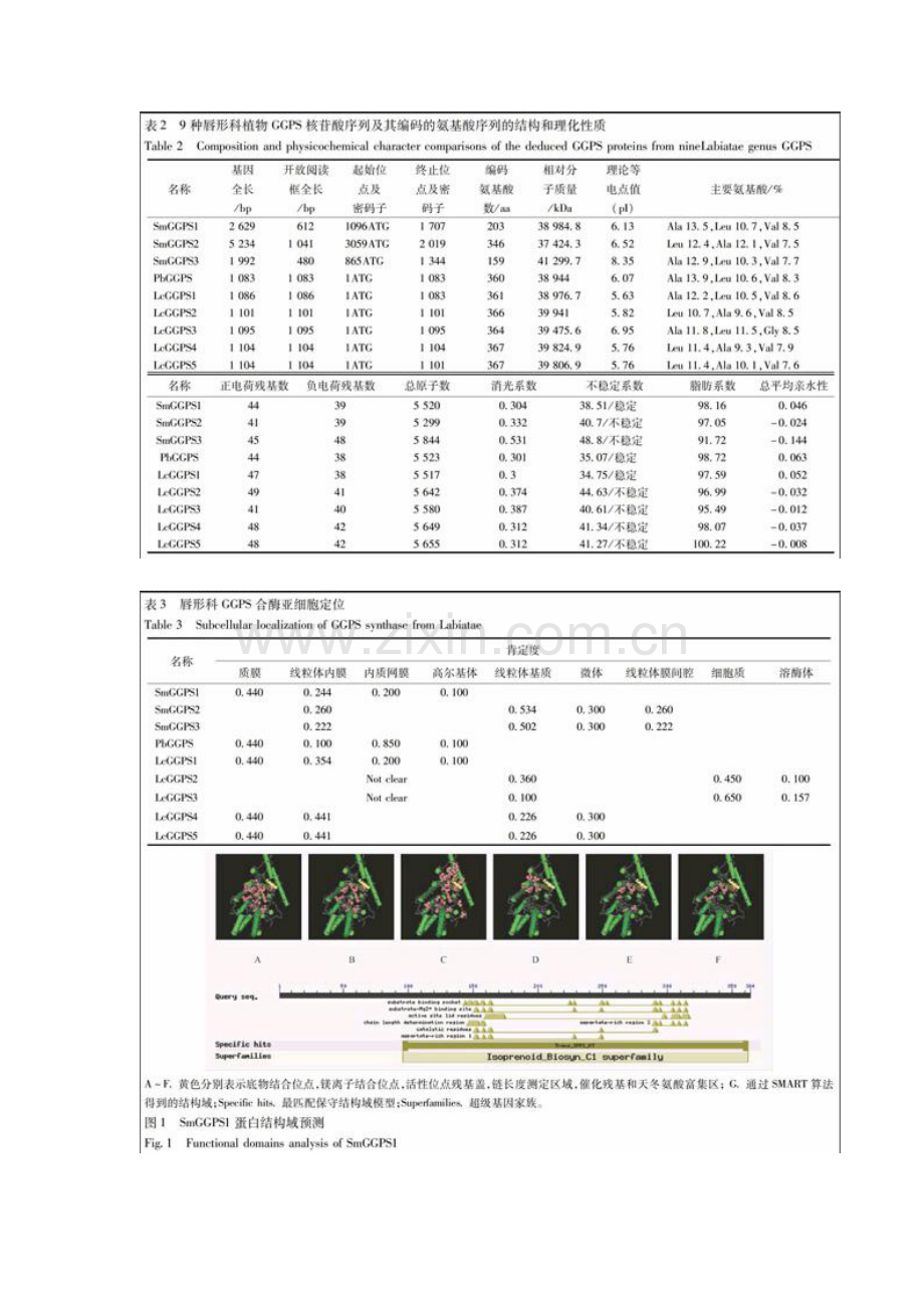 唇形科植物牻牛儿基牻牛儿基焦磷酸合酶编码基因及其氨基酸序列的生物信息学分析.docx_第3页