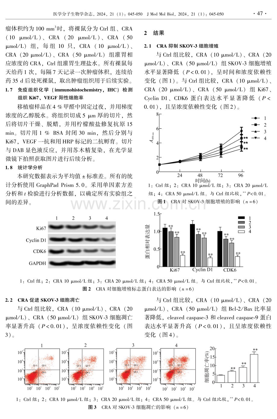 科罗索酸抑制人卵巢癌细胞SKOV-3过度增殖和诱导细胞凋亡.pdf_第3页