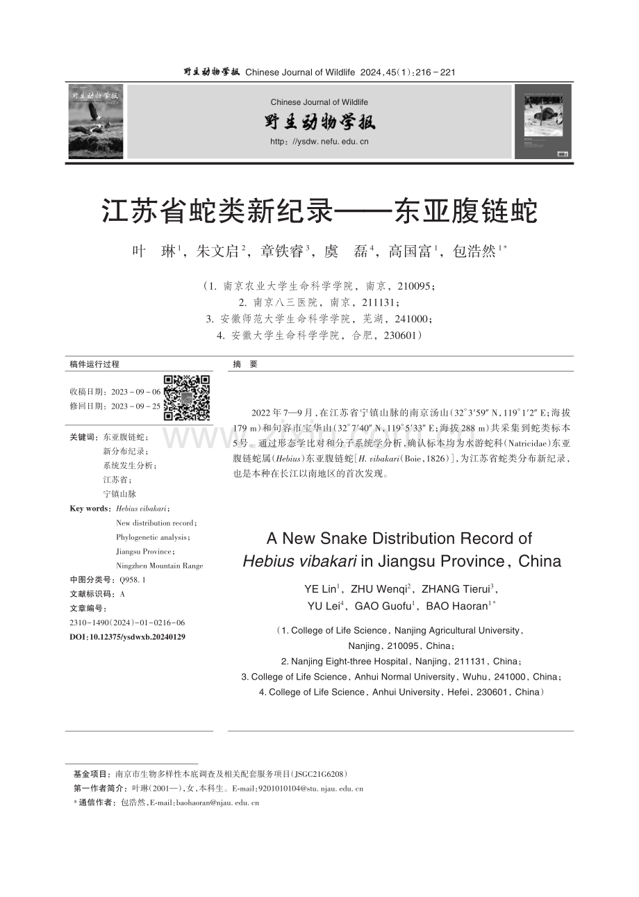 江苏省蛇类新纪录——东亚腹链蛇.pdf_第1页