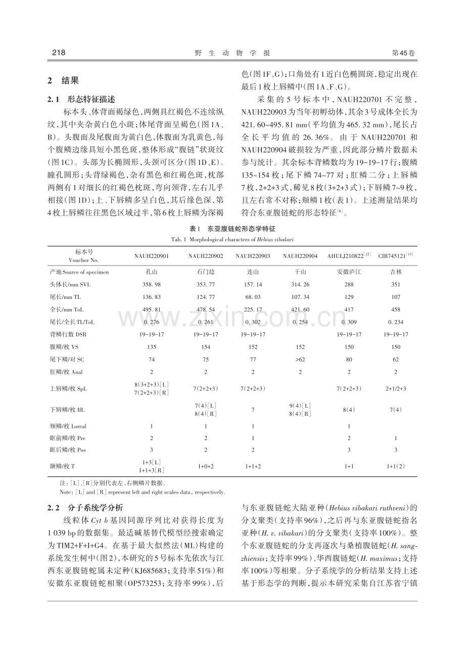 江苏省蛇类新纪录——东亚腹链蛇.pdf_第3页