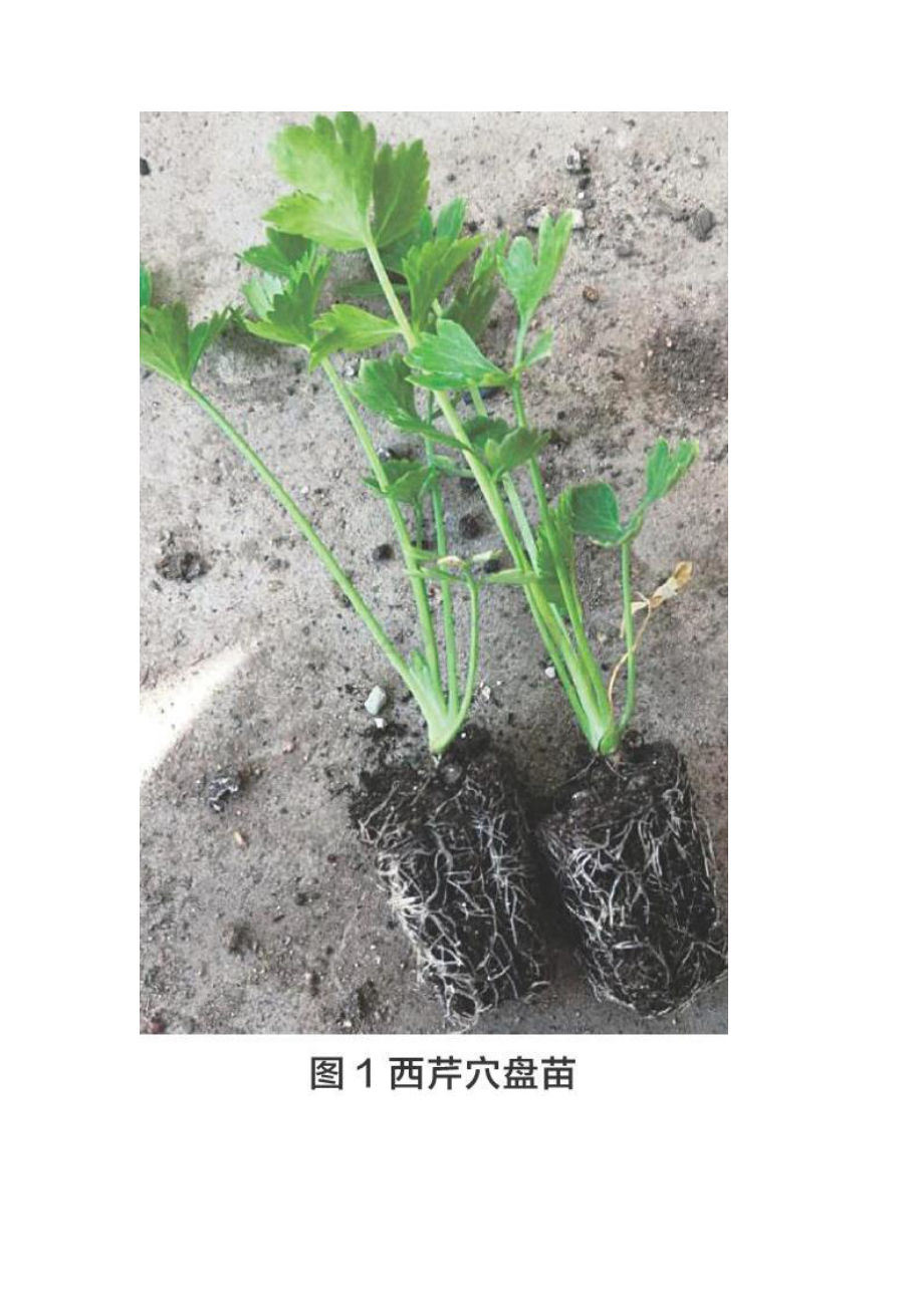 日光温室越冬茬西芹高密度种植技术.docx_第2页