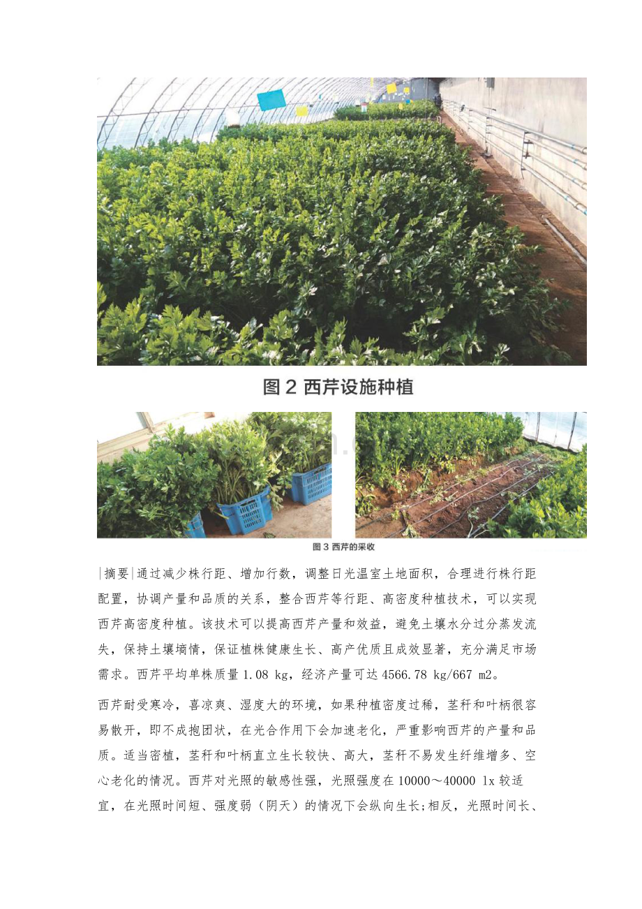 日光温室越冬茬西芹高密度种植技术.docx_第3页