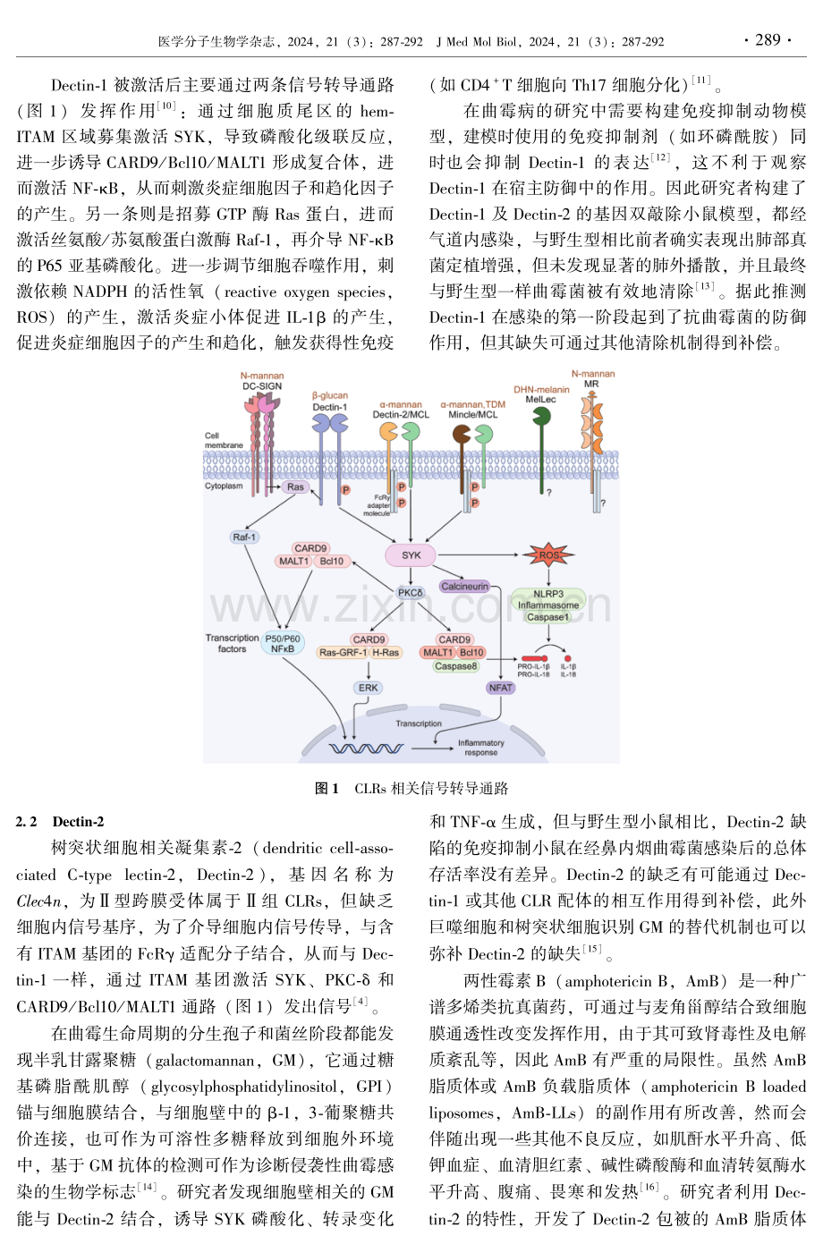 烟曲霉相关C型凝集素受体研究进展.pdf_第3页