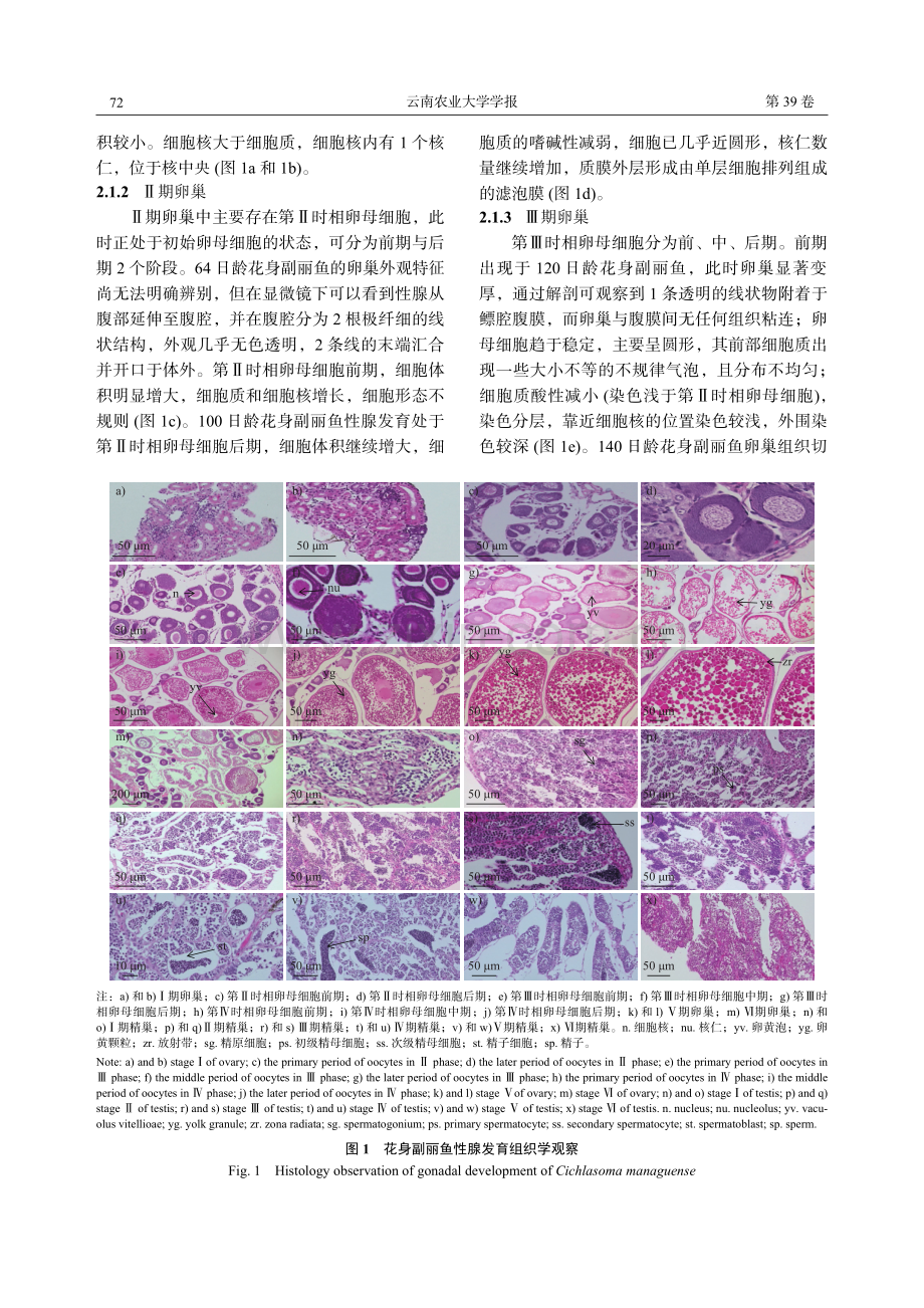 花身副丽鱼性腺发育组织学观察与初步分析.pdf_第3页