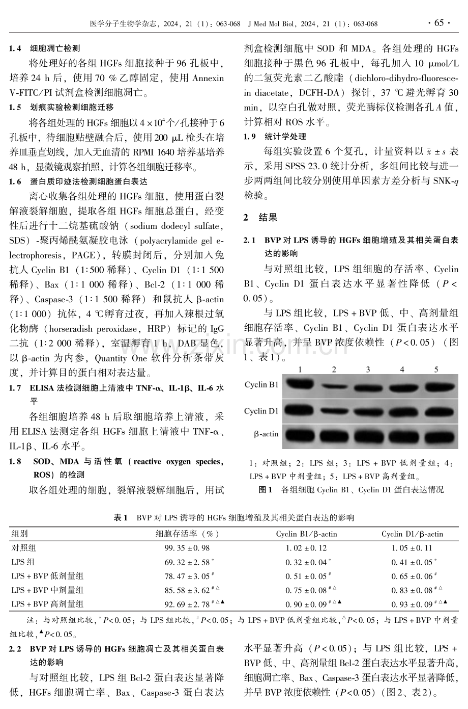 灯盏花素对牙龈卟啉单胞菌脂多糖诱导的人牙龈成纤维细胞损伤的影响.pdf_第3页