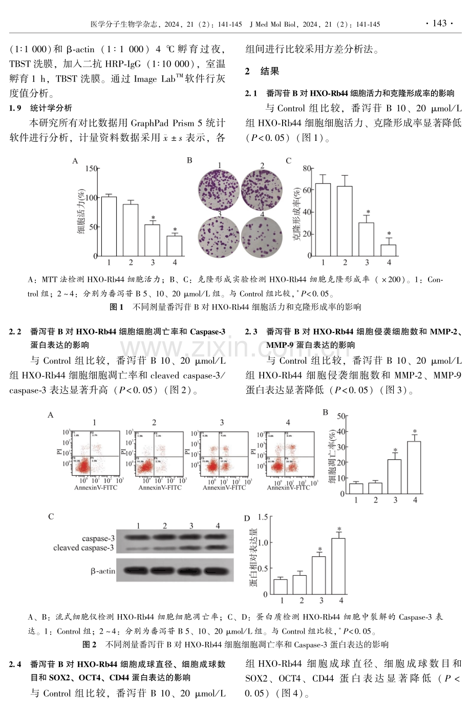 番泻苷B通过Wnt_β-catenin通路抑制视网膜母细胞瘤HXO-Rb44细胞增殖、凋亡和侵袭.pdf_第3页