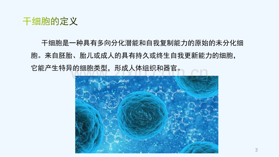 干细胞基础研究及其应用实例.pptx_第3页