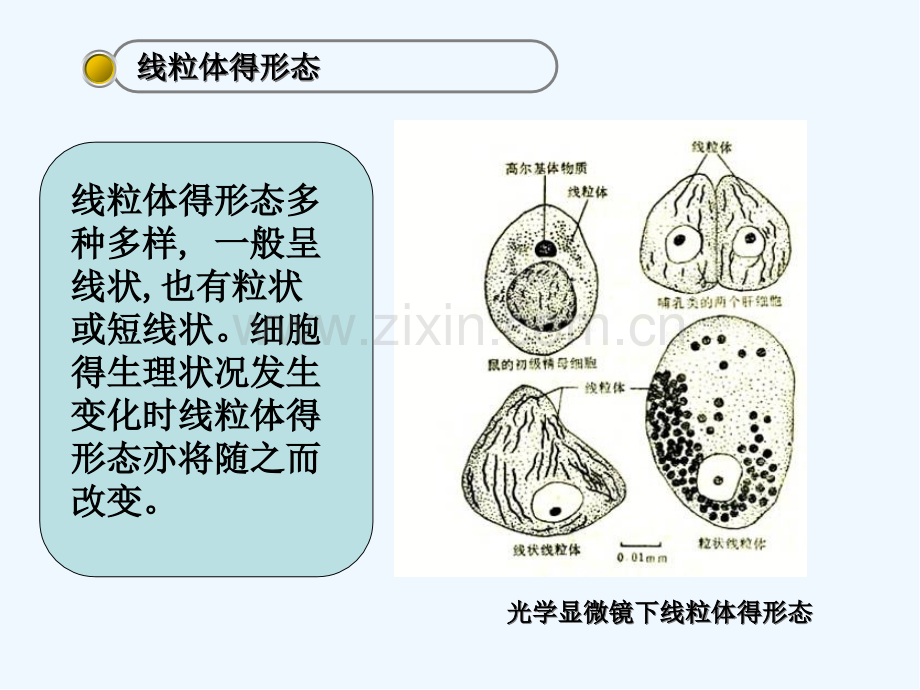 第七章线粒体的结构与功能-PPT.pptx_第3页