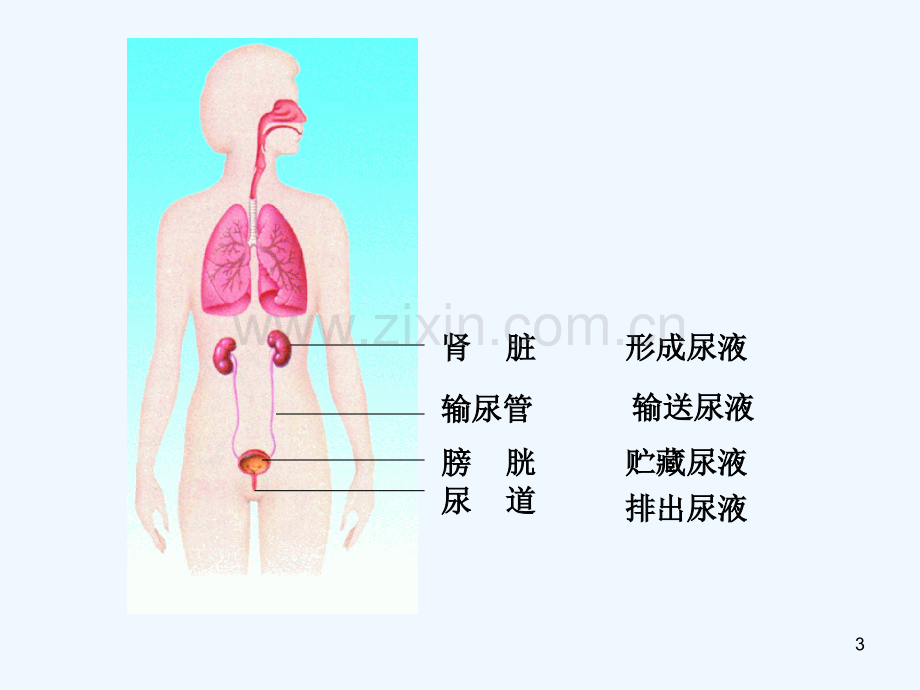 人体泌尿系统的组成-PPT课件.ppt_第3页