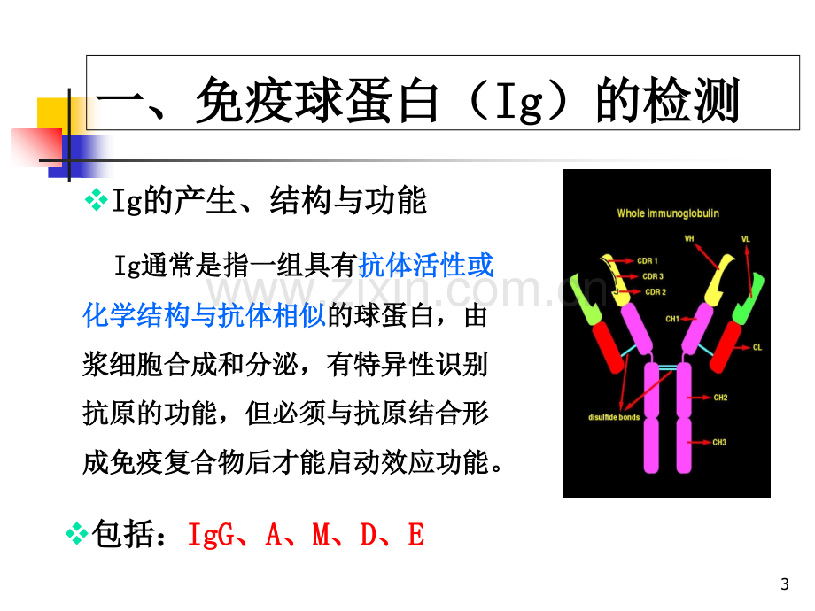 临床常用免疫学检查-.ppt_第3页