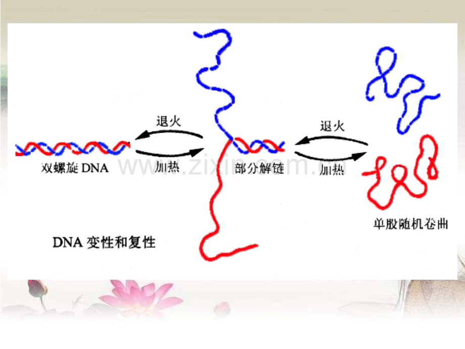 PCR原理-PPT.ppt_第3页