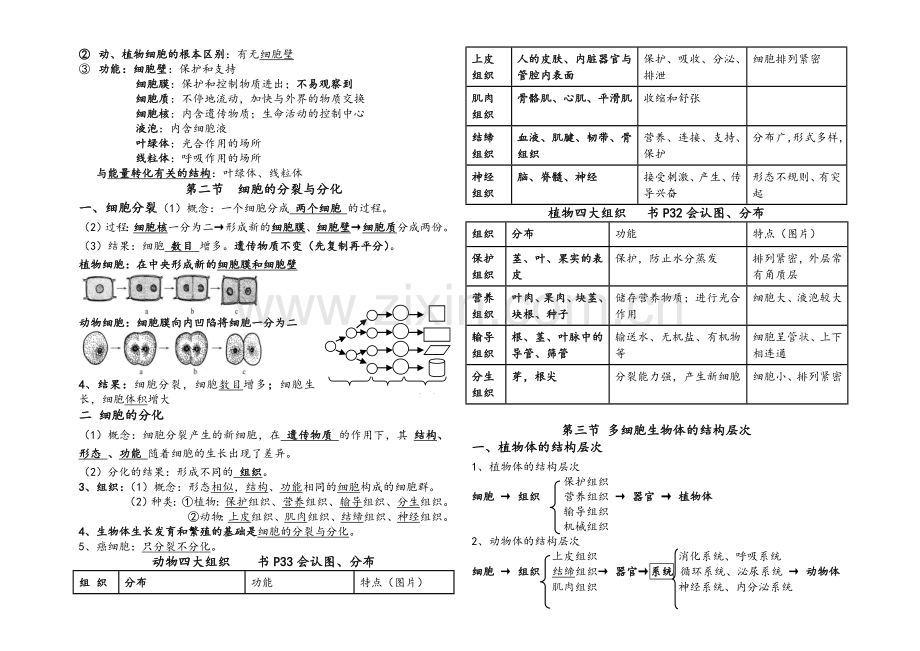 生物七年级上册期中复习提纲.doc_第2页