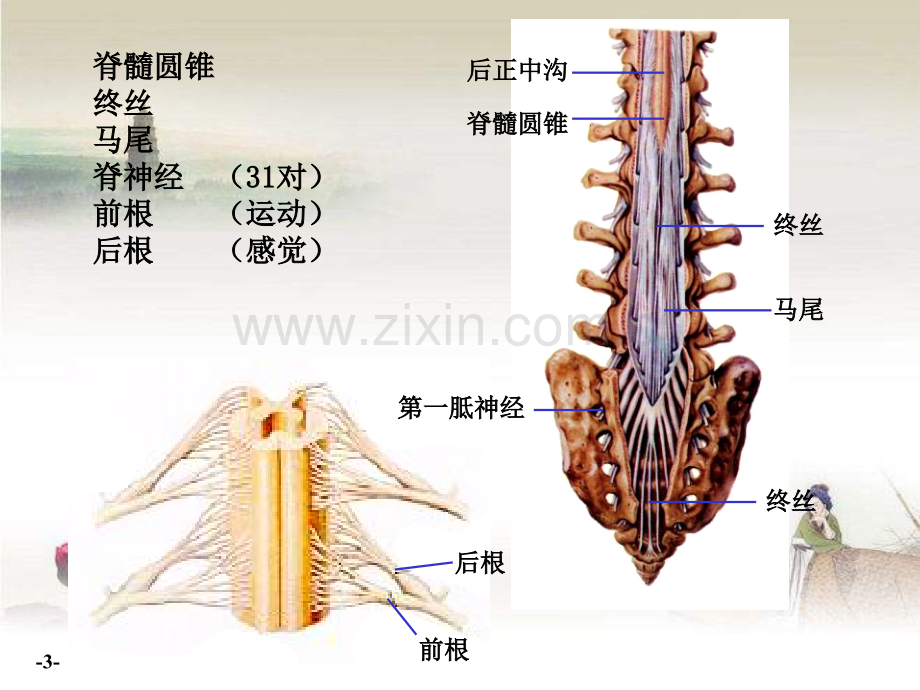 中枢神经系统-PPT.ppt_第3页