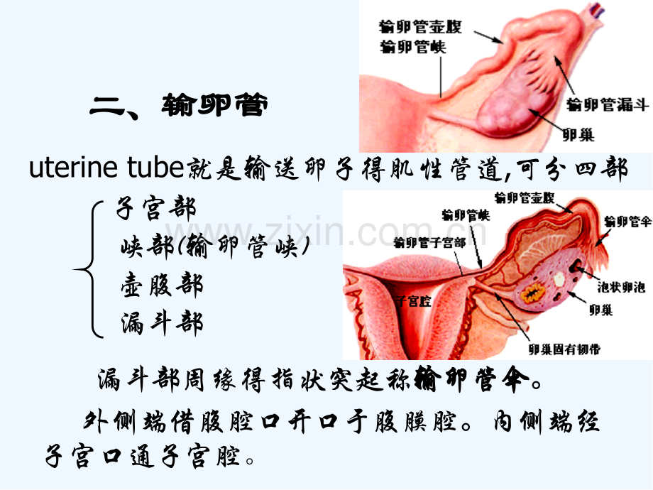 生理学女性生殖系统.pptx_第3页