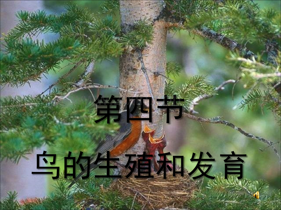 人教版鸟的生殖和发育(4).ppt_第1页