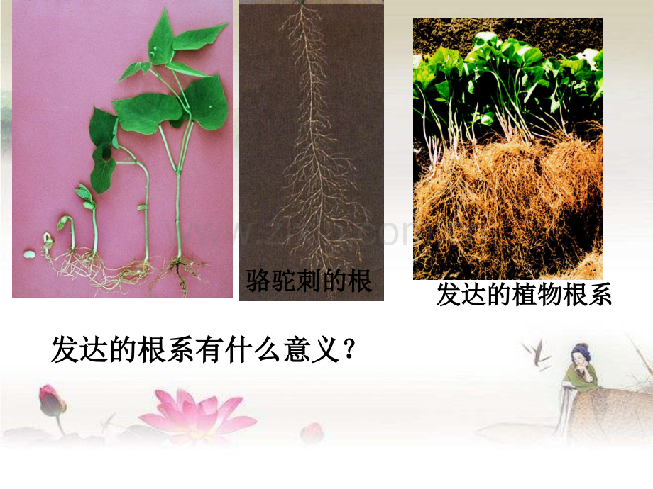 人教版七年级生物上册教学课件：植株的生长-PPT.ppt_第3页