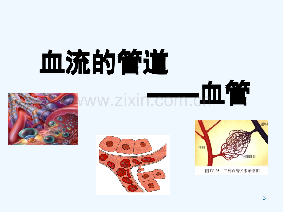 人教版血流的管道血管.pptx_第3页